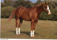 American Quarter Horse