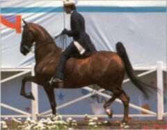 American Saddlebred Horse