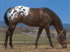 An Appaloosa