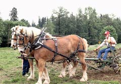 Clydesdale Horse