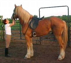 http://www.horses-and-horse-information.com/images/denise-bell-evans-grayhavens-spike-belgian-draft.jpg