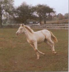 older gray horse