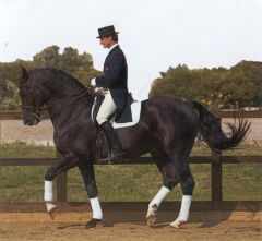 Hanoverian Horse