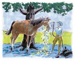 picture of woman hosing down her horse