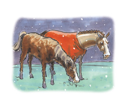 Picture of horses covered in blankets