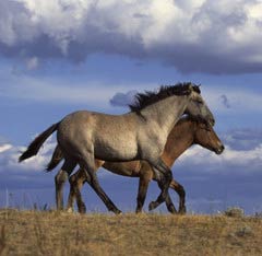 Common Horse Breeds