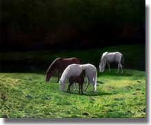 Horses Grazing in a field