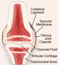diagram of joint