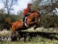 Buttercup, a Connemara pony