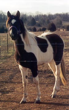 Missouri Fox Trotter Horse