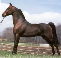 American Morgan Horse