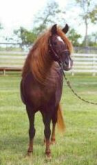 Principe de la Solano, National Reserve Champion at 26 years old