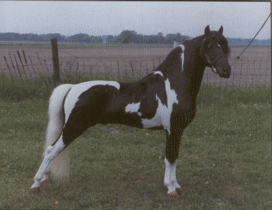 Shetland Pony