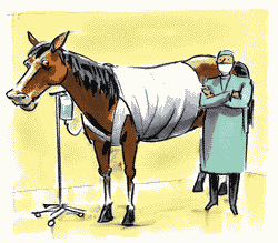 Horse at hospital with surgeon